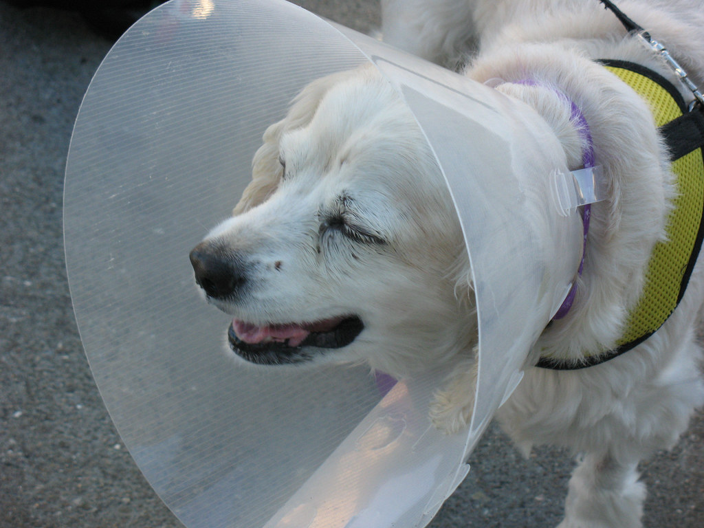 Spaying and Neutering Your Dog: What to Know