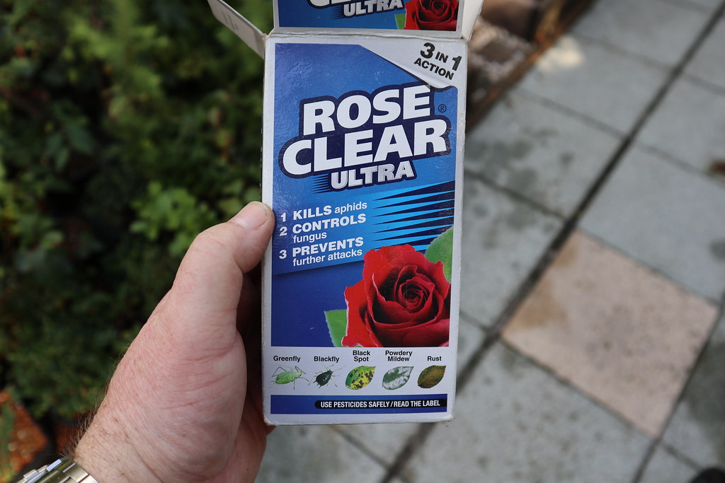 Spotting and Treating the Most Common Rose Problems