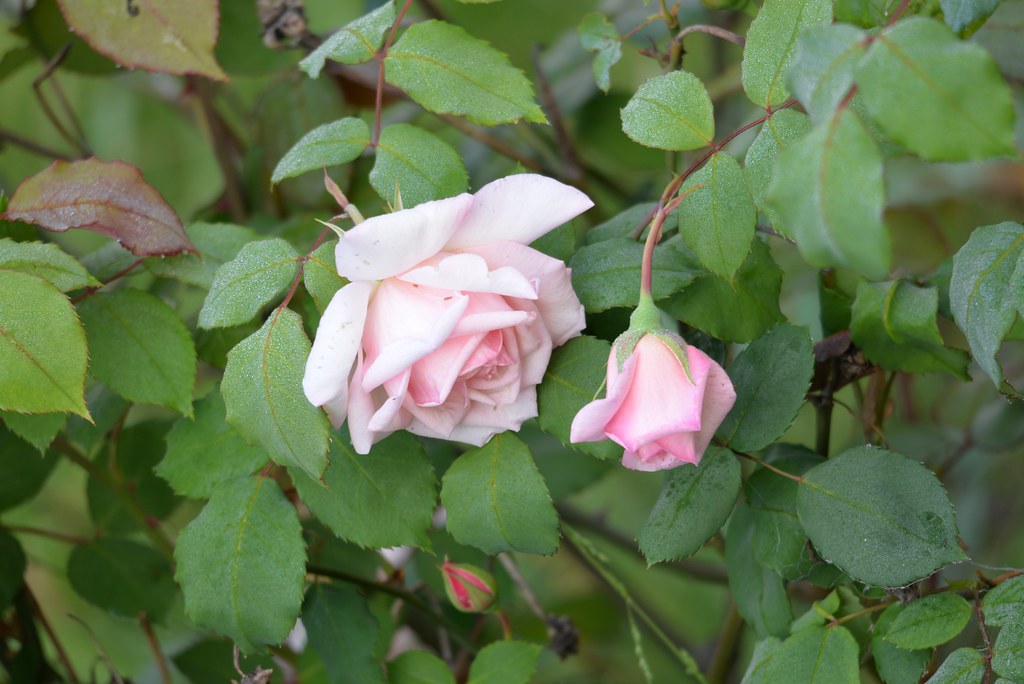 Spotting and Treating the Most Common Rose Problems