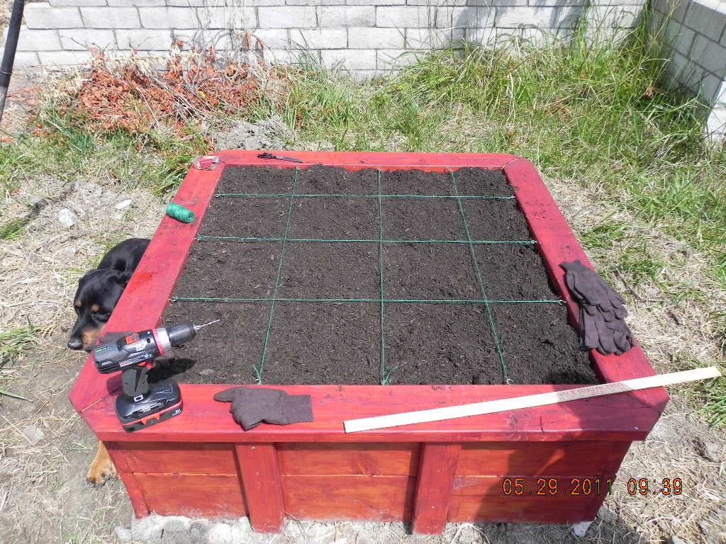 Tearing out my lawn and replacing it with clover, 2 years later