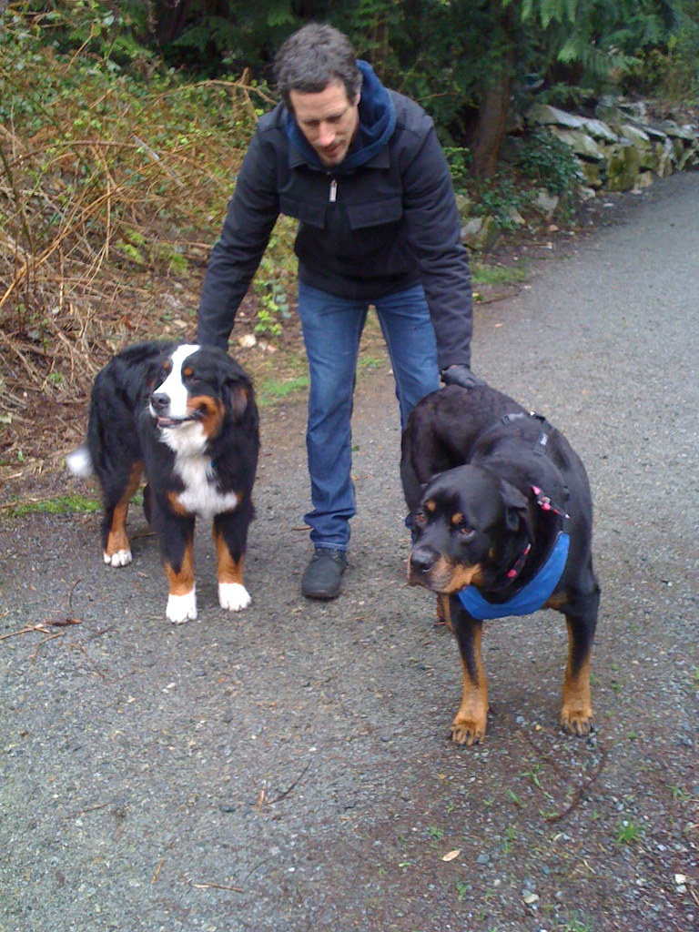 The senior dog joint supplement that did something a $300 vet visit didn't
