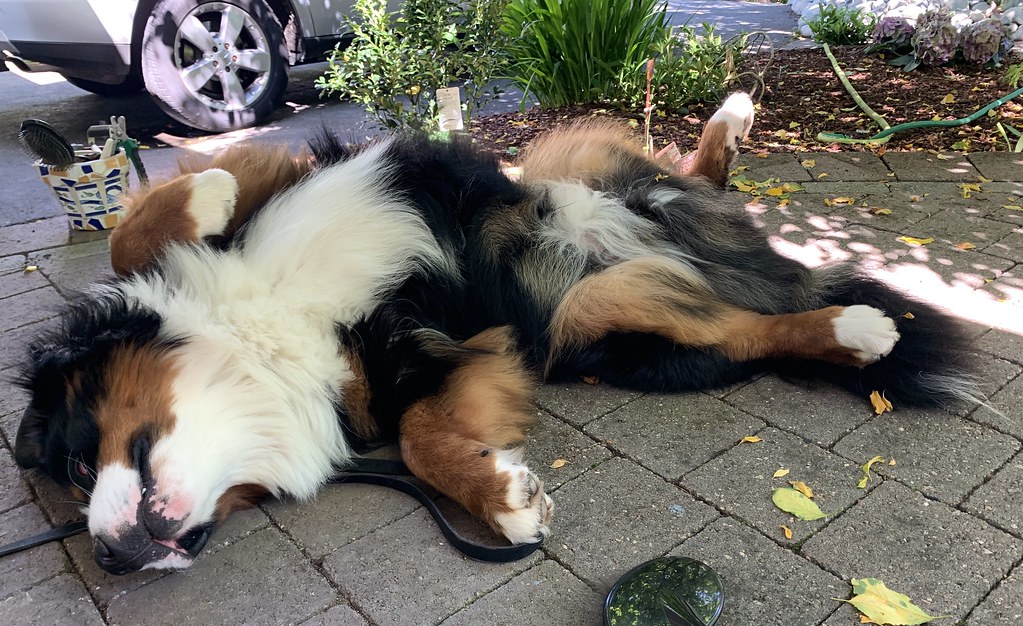 The Weekly Routine That Keeps My Dog in Good Shape