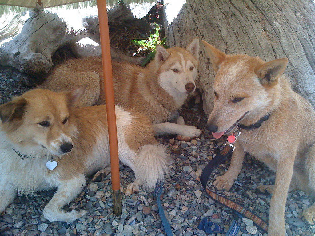 Three Larger Hypoallergenic Dog Breeds Beyond the Toy Aisle