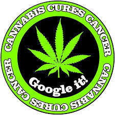 What actually kills weeds without ruining the lawn — six weeks of testing four products
