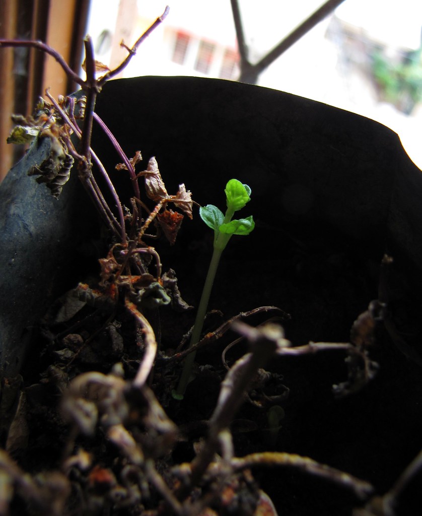 What actually kills weeds without ruining the lawn — six weeks of testing four products