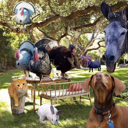 What Feeding My Dog Actually Costs, and Where I Save