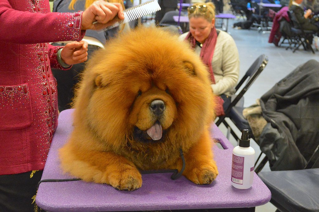 Why Regular Grooming Quietly Extends a Dog's Life
